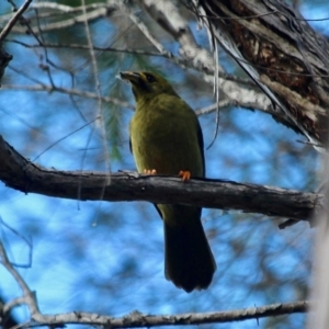 Manorina melanophrys at Lake Curalo - 2 Apr 2018 10:12 AM