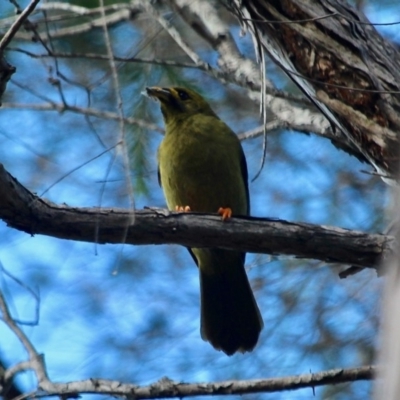 Manorina melanophrys (Bell Miner) at Lake Curalo - 2 Apr 2018 by RossMannell