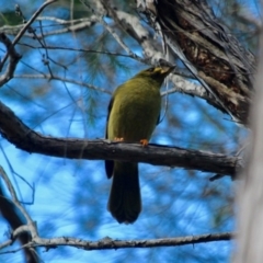 Manorina melanophrys at Lake Curalo - 2 Apr 2018 10:12 AM