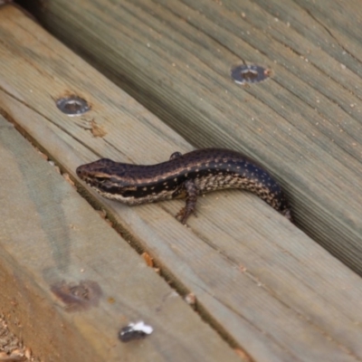 Eulamprus heatwolei (Yellow-bellied Water Skink) at Eden, NSW - 2 Apr 2018 by RossMannell