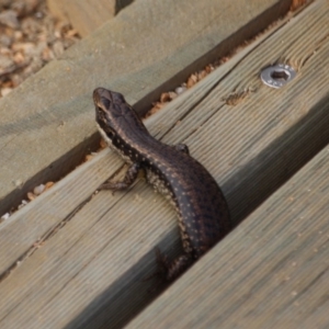 Eulamprus heatwolei at Eden, NSW - 2 Apr 2018 09:58 AM