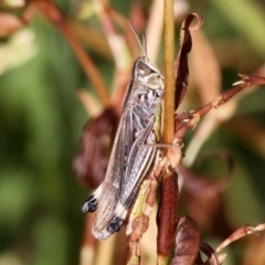 Caledia captiva (grasshopper) at Paddys River, ACT - 2 Apr 2018 by HarveyPerkins