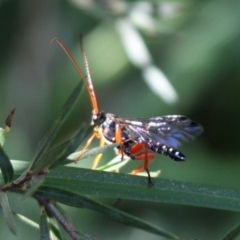 Echthromorpha intricatoria (Cream-spotted Ichneumon) at Paddys River, ACT - 2 Apr 2018 by HarveyPerkins