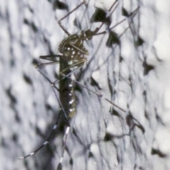 Aedes (Rampamyia) notoscriptus (Striped Mosquito) at Ainslie, ACT - 6 Apr 2018 by jb2602