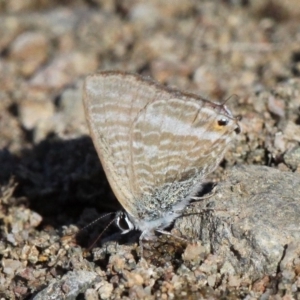 Lampides boeticus at Molonglo Valley, ACT - 7 Apr 2018