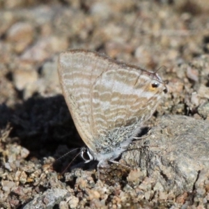 Lampides boeticus at Molonglo Valley, ACT - 7 Apr 2018 03:10 PM