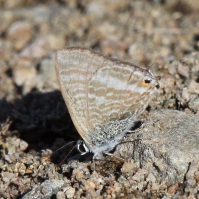Lampides boeticus (Long-tailed Pea-blue) at National Arboretum Forests - 7 Apr 2018 by HarveyPerkins