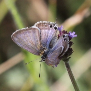 Lampides boeticus at Molonglo Valley, ACT - 7 Apr 2018 02:44 PM