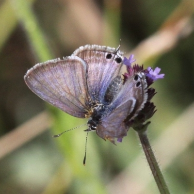 Lampides boeticus (Long-tailed Pea-blue) at Molonglo Valley, ACT - 7 Apr 2018 by HarveyPerkins