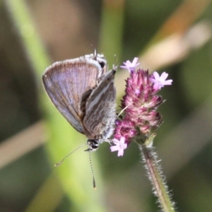 Lampides boeticus at Molonglo Valley, ACT - 7 Apr 2018 02:44 PM