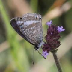 Lampides boeticus at Molonglo Valley, ACT - 7 Apr 2018