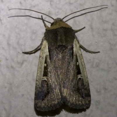 Proteuxoa tortisigna (Streaked Rictonis Moth) at Ainslie, ACT - 6 Apr 2018 by jb2602