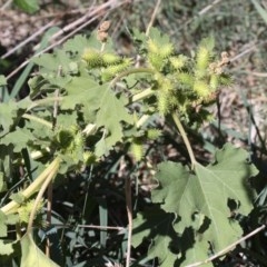 Xanthium occidentale (Noogoora Burr, Cockle Burr) at Uriarra Recreation Reserve - 2 Apr 2018 by HarveyPerkins