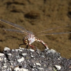 Austroaeschna unicornis (Unicorn Darner) at Cotter Reserve - 2 Apr 2018 by HarveyPerkins