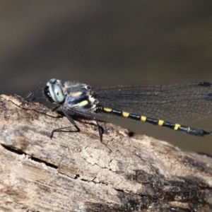 Cordulephya pygmaea at Paddys River, ACT - 2 Apr 2018 02:34 PM