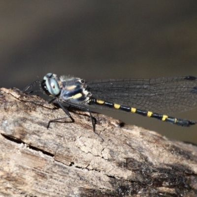 Cordulephya pygmaea (Common Shutwing) at Paddys River, ACT - 2 Apr 2018 by HarveyPerkins