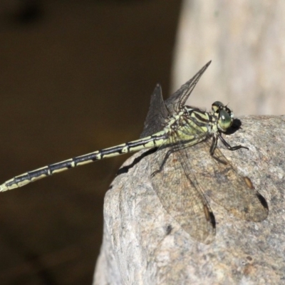 Austrogomphus guerini (Yellow-striped Hunter) at Paddys River, ACT - 2 Apr 2018 by HarveyPerkins