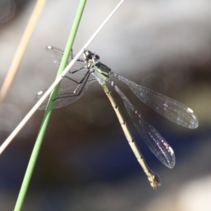 Synlestes weyersii at Paddys River, ACT - 2 Apr 2018