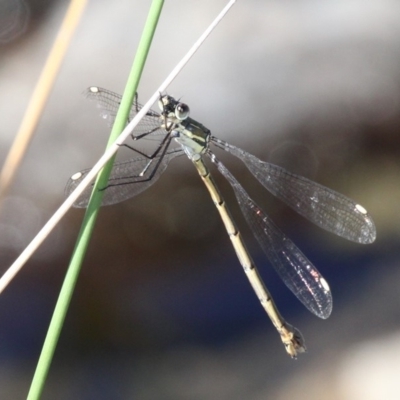 Synlestes weyersii (Bronze Needle) at Paddys River, ACT - 2 Apr 2018 by HarveyPerkins