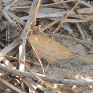 Scopula rubraria at Tennent, ACT - 14 Mar 2018