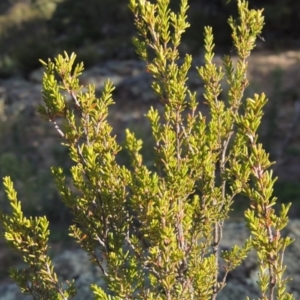 Calytrix tetragona at Tennent, ACT - 14 Mar 2018