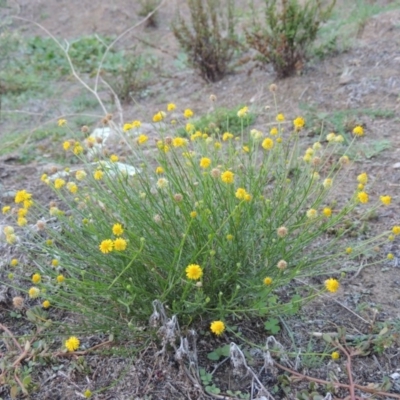 Calotis lappulacea (Yellow Burr Daisy) at Tennent, ACT - 14 Mar 2018 by michaelb