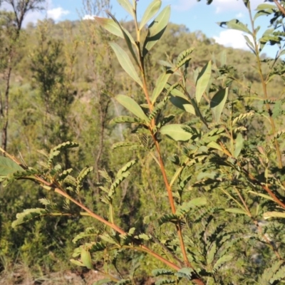 Acacia rubida (Red-stemmed Wattle, Red-leaved Wattle) at Gigerline Nature Reserve - 14 Mar 2018 by michaelb