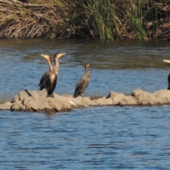 Phalacrocorax carbo (Great Cormorant) at Tennent, ACT - 14 Mar 2018 by MichaelBedingfield