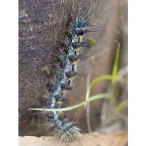 Aglaosoma variegata at Yellow Pinch, NSW - 2 Sep 2017 05:18 AM