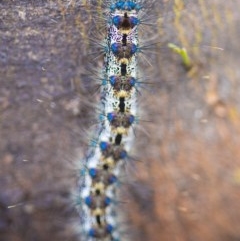 Aglaosoma variegata at Yellow Pinch, NSW - 2 Sep 2017 05:18 AM