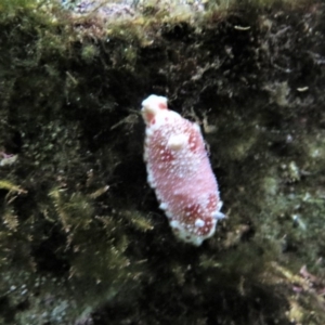 Goniobranchus tinctorius at The Blue Pool, Bermagui - 6 Apr 2018