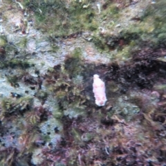 Goniobranchus tinctorius at The Blue Pool, Bermagui - 6 Apr 2018