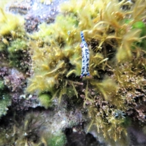 Hypselodoris obscura at The Blue Pool, Bermagui - 6 Apr 2018 06:40 AM