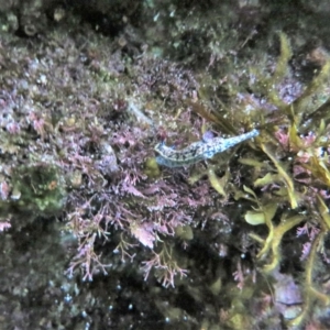 Hypselodoris obscura at The Blue Pool, Bermagui - 6 Apr 2018 06:40 AM