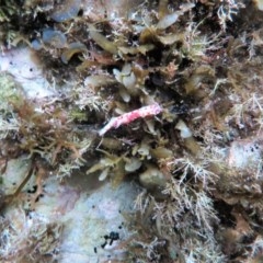 Ceratosoma amoenum (Clown Nudibranch) at The Blue Pool, Bermagui - 6 Apr 2018 by robndane