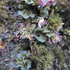 Ceratosoma amoenum at The Blue Pool, Bermagui - 6 Apr 2018 06:41 AM