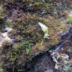 Aplysia parvula at The Blue Pool, Bermagui - 7 Apr 2018 06:51 AM