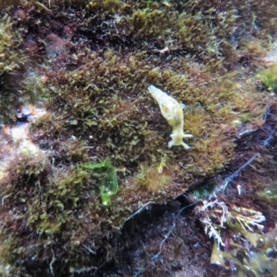 Aplysia parvula (Pygmy Seahare) at Bermagui, NSW - 6 Apr 2018 by robndane