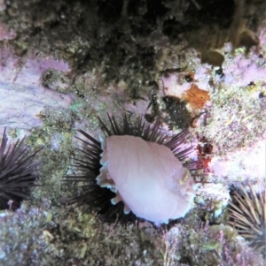 Hydatina physis at The Blue Pool, Bermagui - 8 Apr 2018 06:44 AM