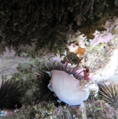 Hydatina physis at The Blue Pool, Bermagui - 8 Apr 2018 06:44 AM