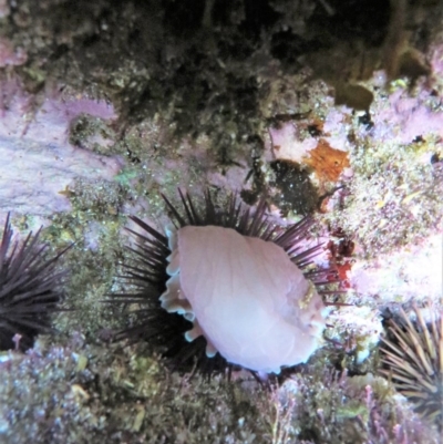 Unidentified Sea Slug / Sea Hare / Bubble Shell at Bermagui, NSW - 7 Apr 2018 by robndane