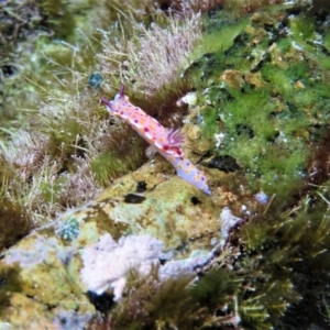 Ceratosoma amoenum at The Blue Pool, Bermagui - 8 Apr 2018