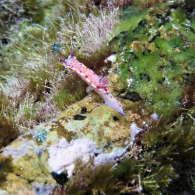 Ceratosoma amoenum (Clown Nudibranch) at The Blue Pool, Bermagui - 7 Apr 2018 by robndane