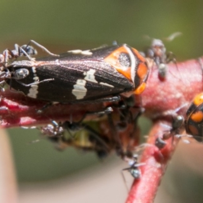 Eurymeloides pulchra (Gumtree hopper) at Stromlo, ACT - 7 Mar 2018 by SWishart