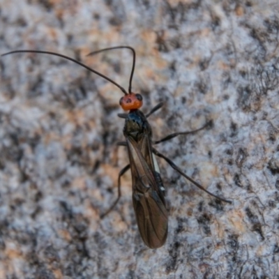 Callibracon capitator (White Flank Black Braconid Wasp) at Cooleman Ridge - 7 Mar 2018 by SWishart