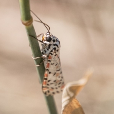 Utetheisa pulchelloides (Heliotrope Moth) at Cooleman Ridge - 7 Mar 2018 by SWishart