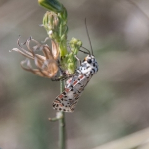 Utetheisa pulchelloides at Stromlo, ACT - 7 Mar 2018