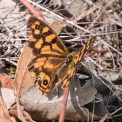 Heteronympha paradelpha (Spotted Brown) at Stromlo, ACT - 7 Mar 2018 by SWishart