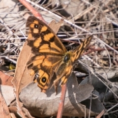 Heteronympha paradelpha at Stromlo, ACT - 7 Mar 2018