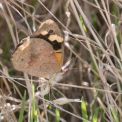 Heteronympha merope (Common Brown Butterfly) at Cooleman Ridge - 7 Mar 2018 by SWishart